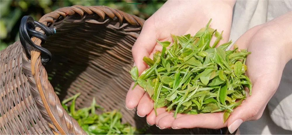 GoldenHorseEyebrowTea GoldenHorseEyebrowTea