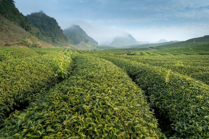 CTC Black Tea Powder1 CTC Black Tea Powder1