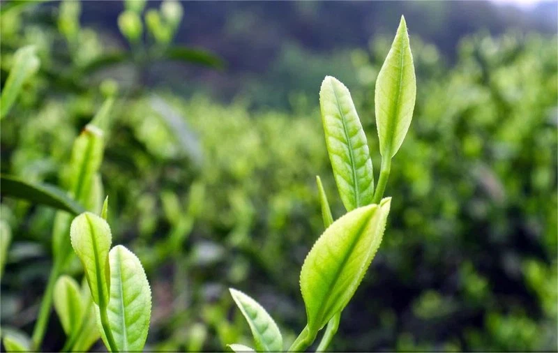 Chunmee Green Tea 9367 Chunmee Green Tea 9367