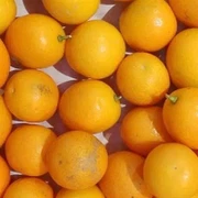 Kumquat Jasmine Green Tea