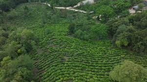 Biodiversity in The Tea Garden: Indicators Of A Healthy Ecosystem