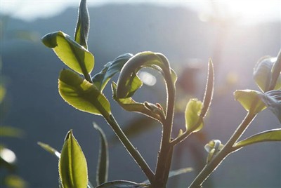 Seasonal Signature: Flavor Differences in Spring, Summer, And Autumn Tea